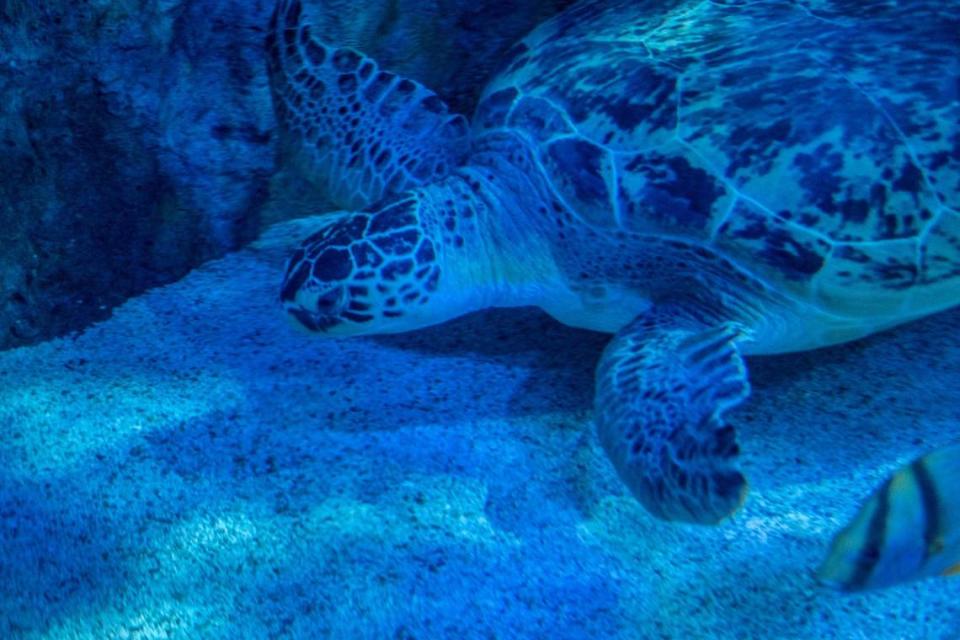 Guests interact with Gabby the sea turtle who has been at Ripley’s Aquarium since 1999 and is one of the most popular animals at the exhibit. Ripley’s Aquarium is celebrating their 25th year of entertaining and educating guests in Myrtle Beach. June 15, 2022.