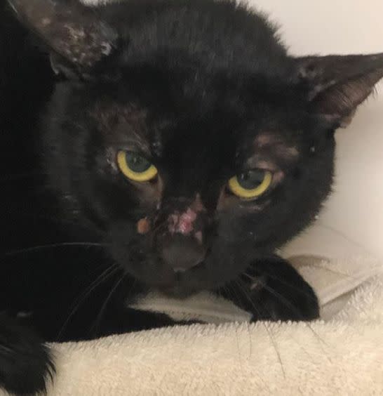 The cat rescued from inside a sealed bucket this week. (Photo: Animal Haven)