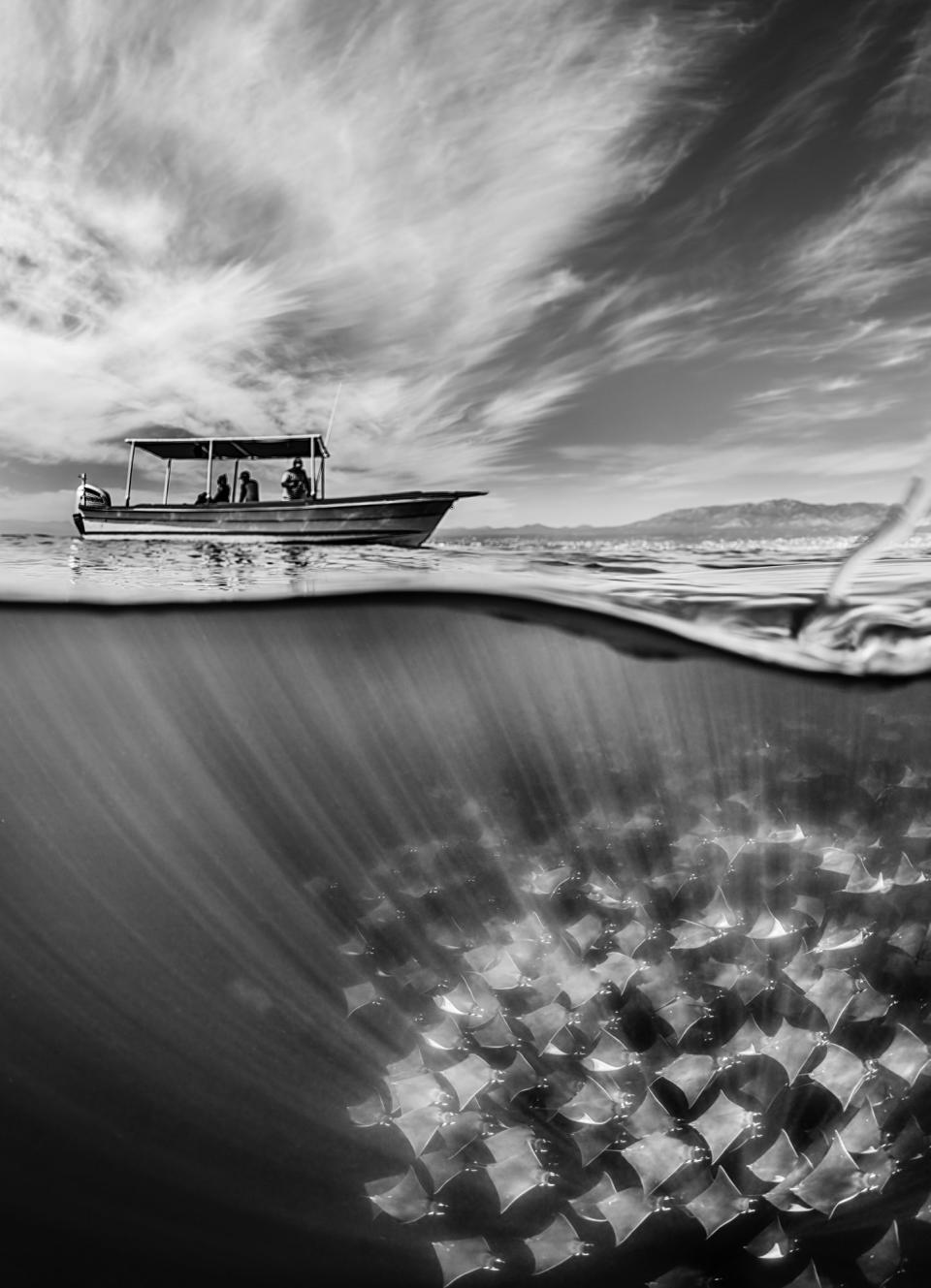 Winner, Nature, Wildlife, and Conservation portfolio <em>(Martin Broen, USA)</em>: “A split shot of a Mobula ray fever cruising below the divers’ boat as part of their annual migration in the waters of Baja California.”