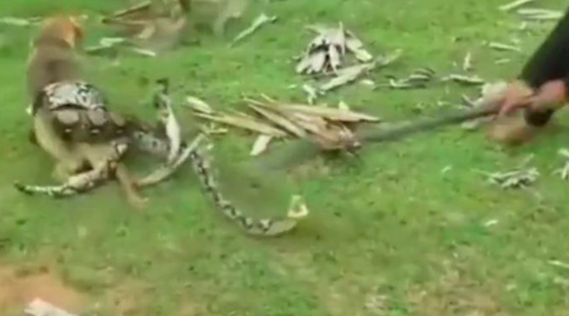 Dog rescued from huge snake by owners