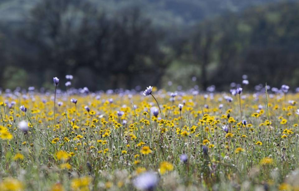 Wildflowers bloom in April 2023 at the Bear Valley flower access during a tour of Molok Luyuk, a proposed addition to the Berryessa Snow Mountain National Monument.