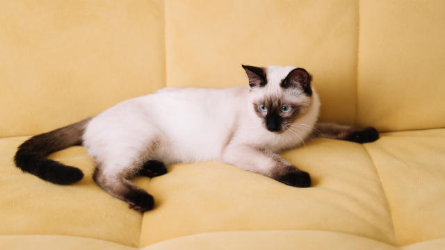 white and grey siamese cat