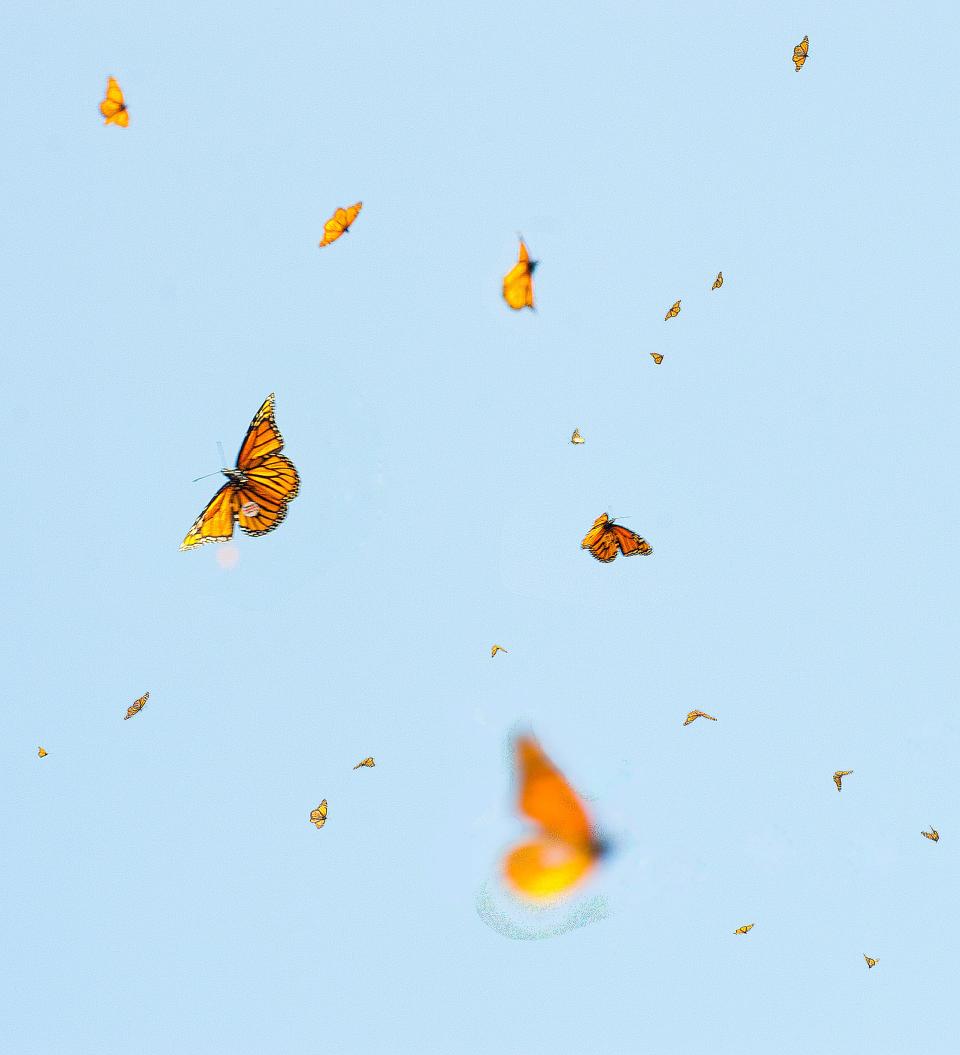 Over 1,000 butterflies were released in the Louisville Zoo's Flutter Fest.