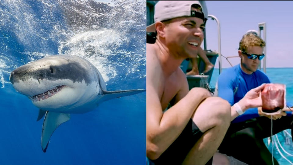 羅伯在鯊魚海域放入現抽的新鮮人血。圖／翻攝自(左)TVBS、(右)YouTube