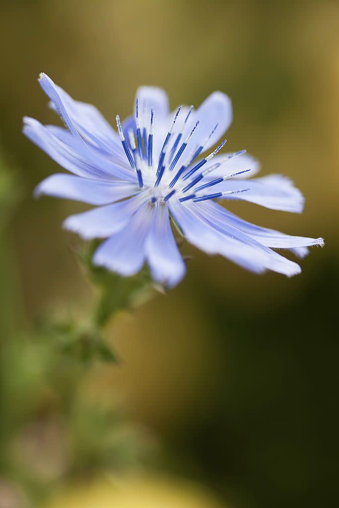 <p>Part of the dandelion family, chicory is proven to have many <a href="https://www.organicfacts.net/health-benefits/herbs-and-spices/health-benefits-of-chicory.html" rel="nofollow noopener" target="_blank" data-ylk="slk:health benefits;elm:context_link;itc:0;sec:content-canvas" class="link ">health benefits</a> for digestion, pains and bacterial infections. It also promotes weight-loss and is often ground into powder as a substitute for coffee. </p><p><strong>Bloom seasons</strong>: Spring and summer</p><p><a class="link " href="https://www.amazon.com/Scuddles-Garden-Tools-Set-Gardening/dp/B07621FLPW/ref=sr_1_3_sspa?keywords=gardening+kit&qid=1584129763&sr=8-3-spons&psc=1&spLa=ZW5jcnlwdGVkUXVhbGlmaWVyPUEzRzFTWUVQSTFQTDFRJmVuY3J5cHRlZElkPUEwMDMzOTg2MkVDV0dSUUVSWVlOVyZlbmNyeXB0ZWRBZElkPUEwMTYyMTE3VVZYMUc5OVhJTDY1JndpZGdldE5hbWU9c3BfYXRmJmFjdGlvbj1jbGlja1JlZGlyZWN0JmRvTm90TG9nQ2xpY2s9dHJ1ZQ%3D%3D&tag=syn-yahoo-20&ascsubtag=%5Bartid%7C10063.g.35661704%5Bsrc%7Cyahoo-us" rel="nofollow noopener" target="_blank" data-ylk="slk:SHOP GARDENING KIT;elm:context_link;itc:0;sec:content-canvas">SHOP GARDENING KIT</a></p>