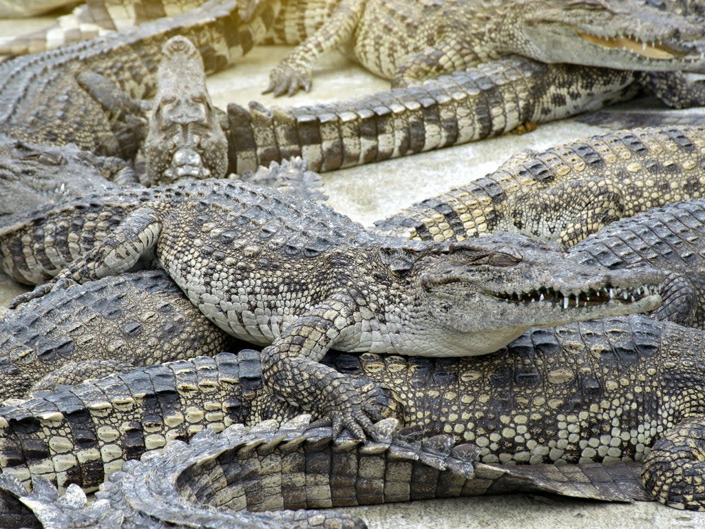 Some of the 2,900 crocodiles displayed during auction at a crocodile farm in Ayutthaya province north of Thailand.  (Getty Images/iStockphoto)