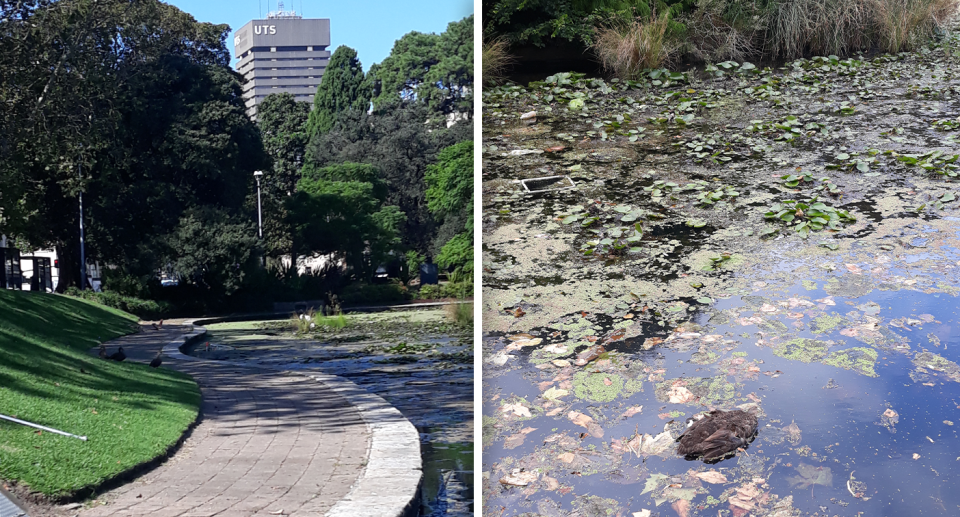 Left - Lake Northam with UTS in the background. Right - a dead duck in the lake.