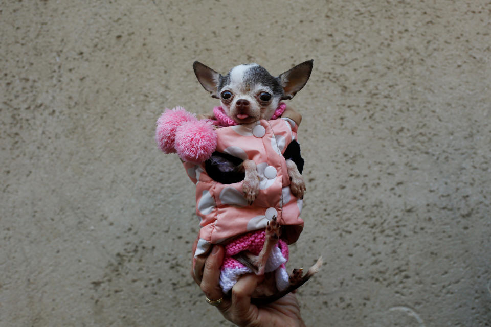 <p>Three-year-old dog “Vullet” poses for a portrait before being blessed by a priest outside San Anton Church in Madrid, Spain, Jan. 17, 2018. (Photo: Susana Vera/Reuters) </p>