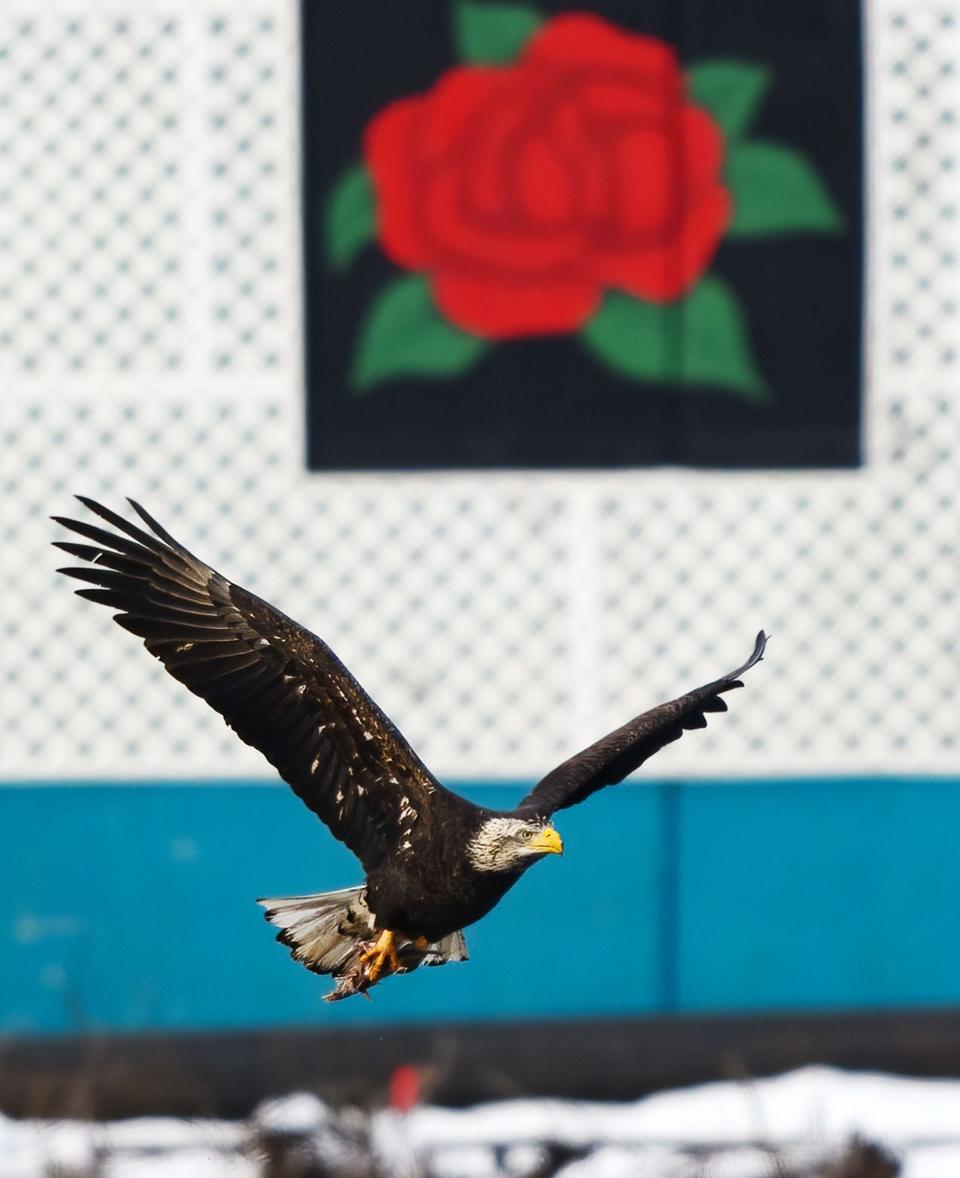 A bald eagle flies by the Norwich Police Department in downtown Norwich recently.