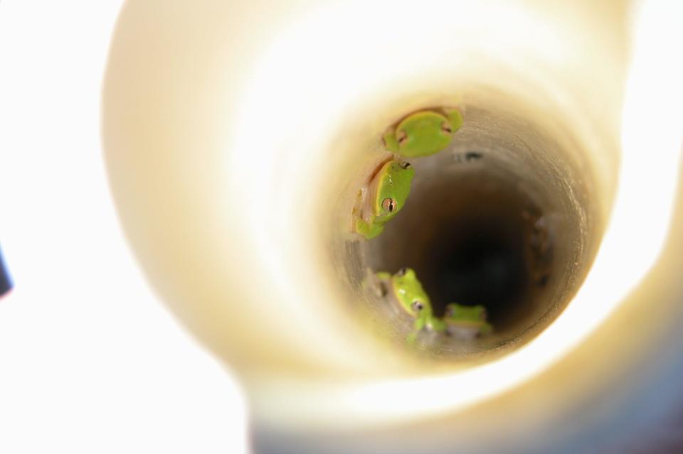 Squirrel treefrogs (Hyla squirella) readily take up residence in PVC pipe shelters.