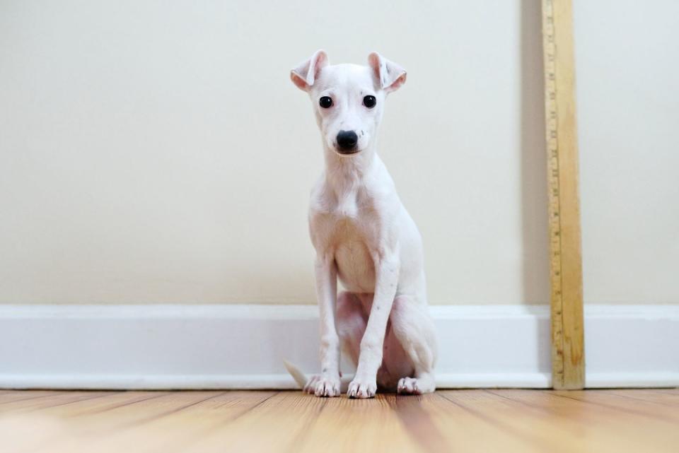 Italian Greyhound