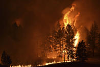 FILE - A tree goes up in flames as a wildfire burns on the Northern Cheyenne Indian Reservation, Aug. 11, 2021, near Lame Deer, Mont. The state's effort to overturn a landmark lower court ruling that says regulators must consider global-warming emissions when approving oil, gas and coal projects is before the Montana Supreme Court. The young plaintiffs in the case argued the state wasn't doing enough to prevent climate change that leads to weather extremes. (AP Photo/Matthew Brown, File)