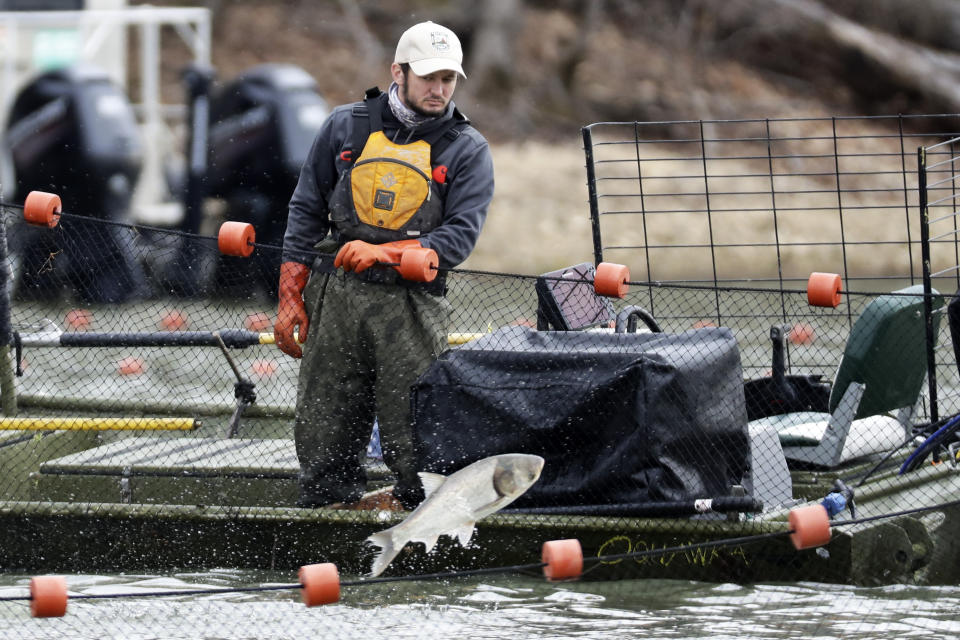 FILE - In this Feb. 17, 2020, file photo, a worker from a natural resource agency uses a net to drive Asian carp to a fish pump which removes them from Kentucky Lake near Golden Pond, Ky. Minnesota state Sen. Foung Hawj and fellow Sen. John Hoffman have won approval of a measure requiring that Minnesota agencies refer to the fish as "invasive carp." Now some other government agencies are taking the same step in the wake of anti-Asian hate crimes that surged during the coronavirus pandemic. The U.S. Fish and Wildlife Service quietly changed its designation to "invasive carp" in April. (AP Photo/Mark Humphrey, File)