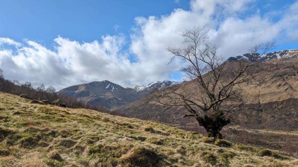 The Herald: The elm is isolated in Glen Affric 
