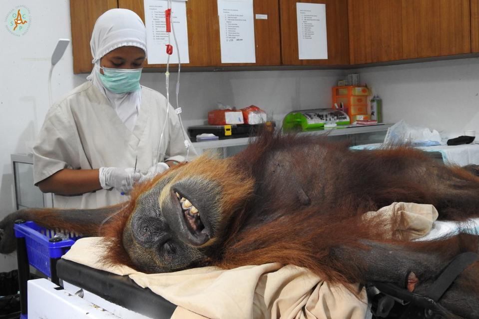 The mother orangutan had serious injuries from sharp objects on her right arm and leg and left finger