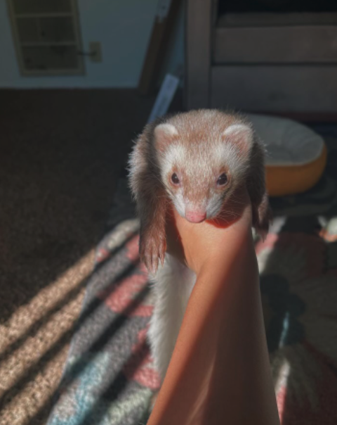 Nicole Stanley's pet ferret, Pluto. (Photo: Nicole Stanley)