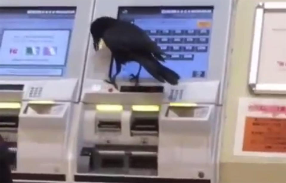 The crow mimics human commuters by attempting to navigate a train station ticket machine. Source: Kinoshita Shoji / Twitter