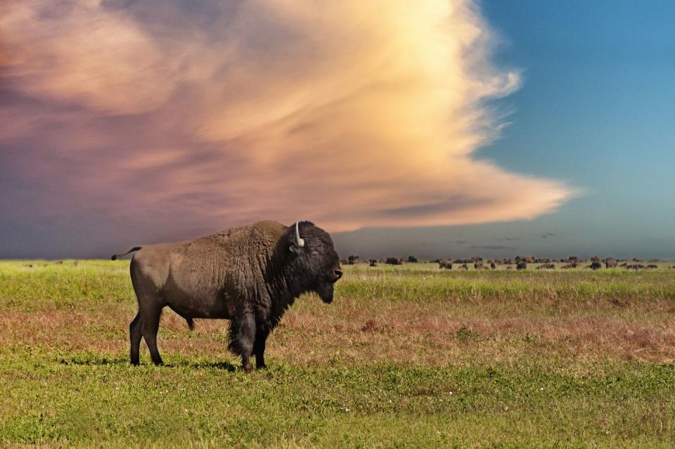 Plains Bison