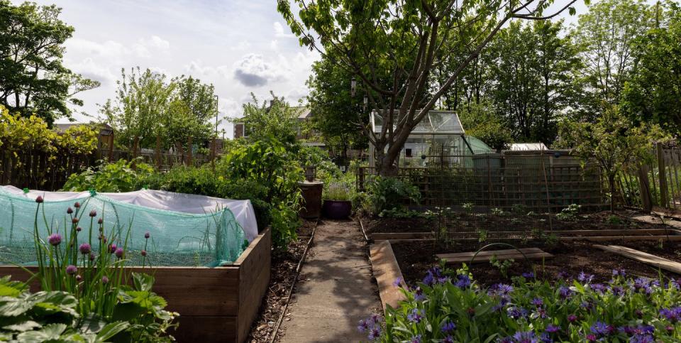 allotment garden