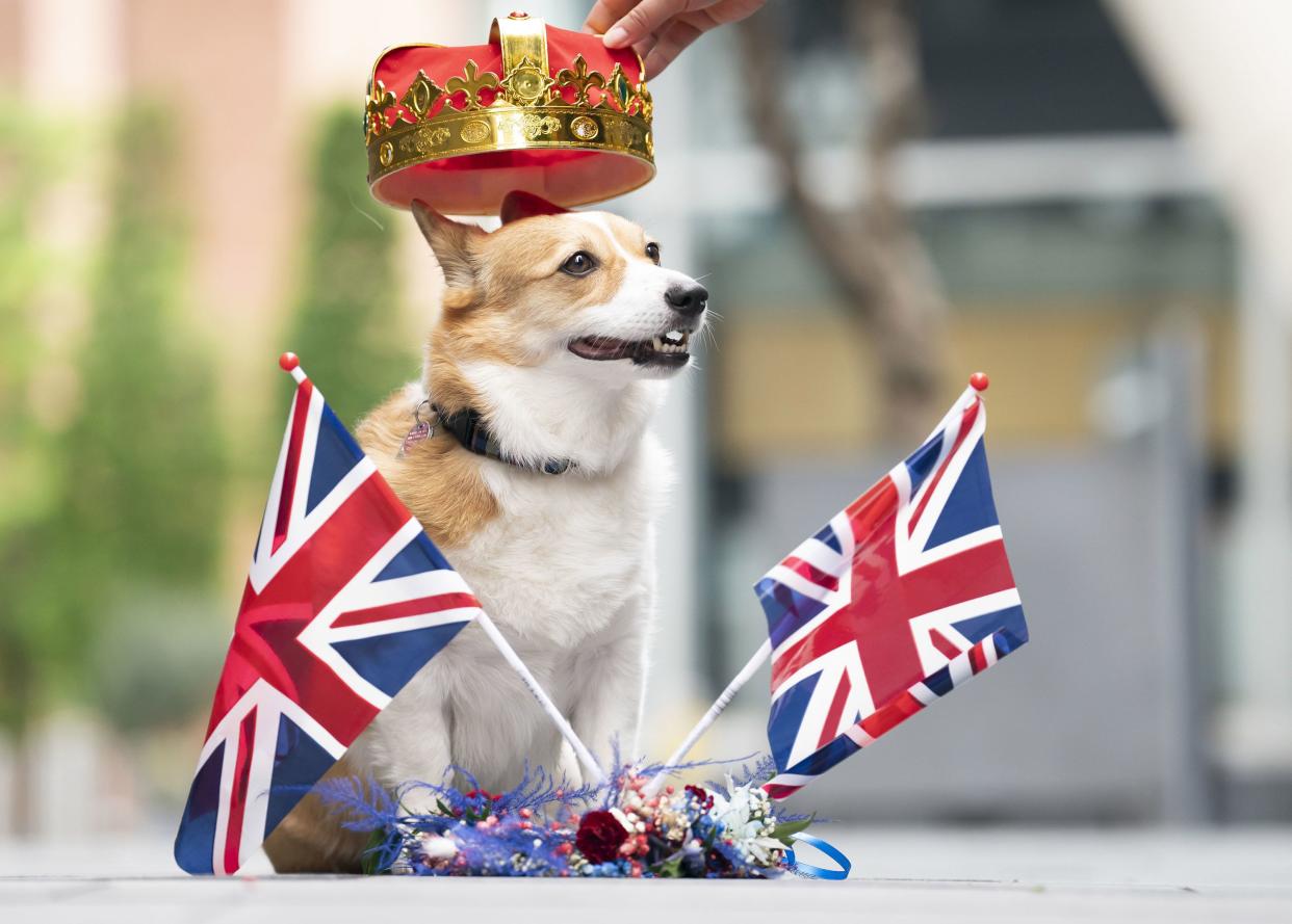 Lilly the Corgi enjoys the Royal Pooch Party, celebrating the Queen's Platinum Jubilee, at the Moxy Manchester City hotel in Manchester, England, Sunday, June 5, 2022.