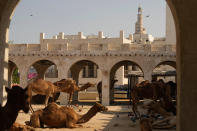 Camels rest outside the Souq Waqif market during the World Cup, in Doha, Qatar, Friday, Dec. 2, 2022. (AP Photo/Abbie Parr)