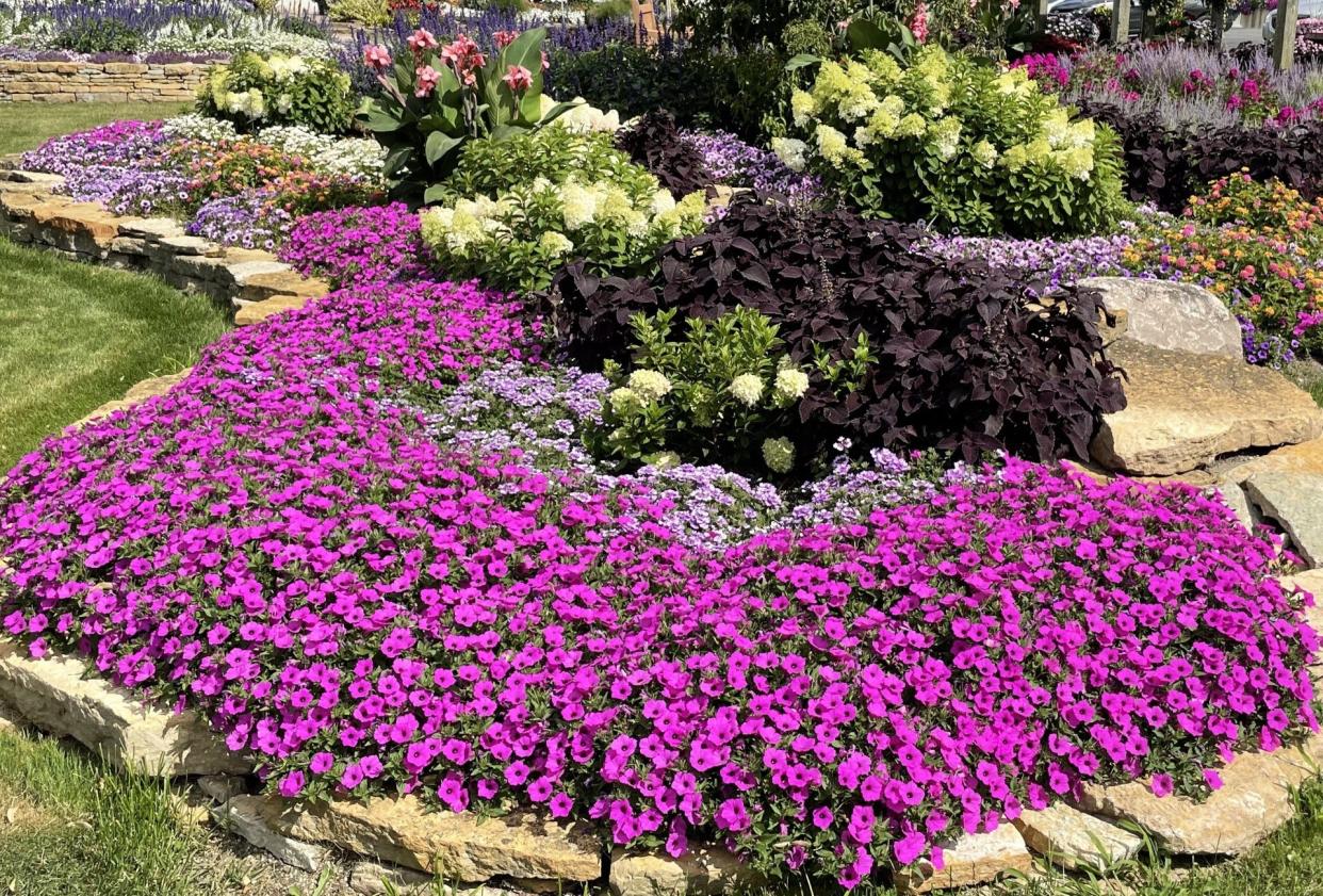 Supertunia Vista Jazzberry, Proven Winner 2024 Annual of the Year shows its ability to create the look of a floral carpet.