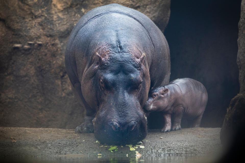 Fritz made his debut to the public in Hippo Cove at the Cincinnati Zoo & Botanical Garden, Thursday, August 18, 2022. Staying close to his mom Bibi, Fritz, just two weeks old is already showing his spunky personality. Born on August 3, 2022, he already weighs 120 lbs.
