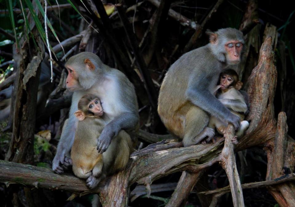 Florida has a strange string of invasive species, but the most head-scratching may carry deadly diseases: monkeys. The Florida Fish and Wildlife Conservation Commission is warning residents to stay away from Rhesus Macaques; they may carry the herpes B virus.