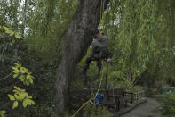 Pruner goes down a tree after cutting branches in the Japanese-inspired water garden of Claude Monet's house, French impressionist painter who lived from 1883 to 1926, ahead of the re-opening, in Giverny, west of Paris, Monday May 17, 2021. Lucky visitors who'll be allowed back into Claude Monet's house and gardens for the first time in over six months from Wednesday will be treated to a riot of color, with tulips, peonies, forget-me-nots and an array of other flowers all competing for attention. (AP Photo/Francois Mori)