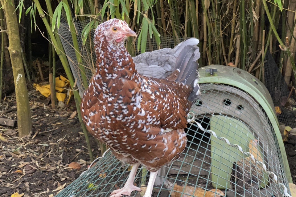 A heritage hen sits on a wire enclosure at Mill Valley Chickens in Mill Valley, Calif., Dec. 15, 2020. The coronavirus pandemic is coming home to roost in America's backyards. Owner Leslie Citroen says demand for backyard chickens has increased sharply since the pandemic began. (AP Photo/Terry Chea)