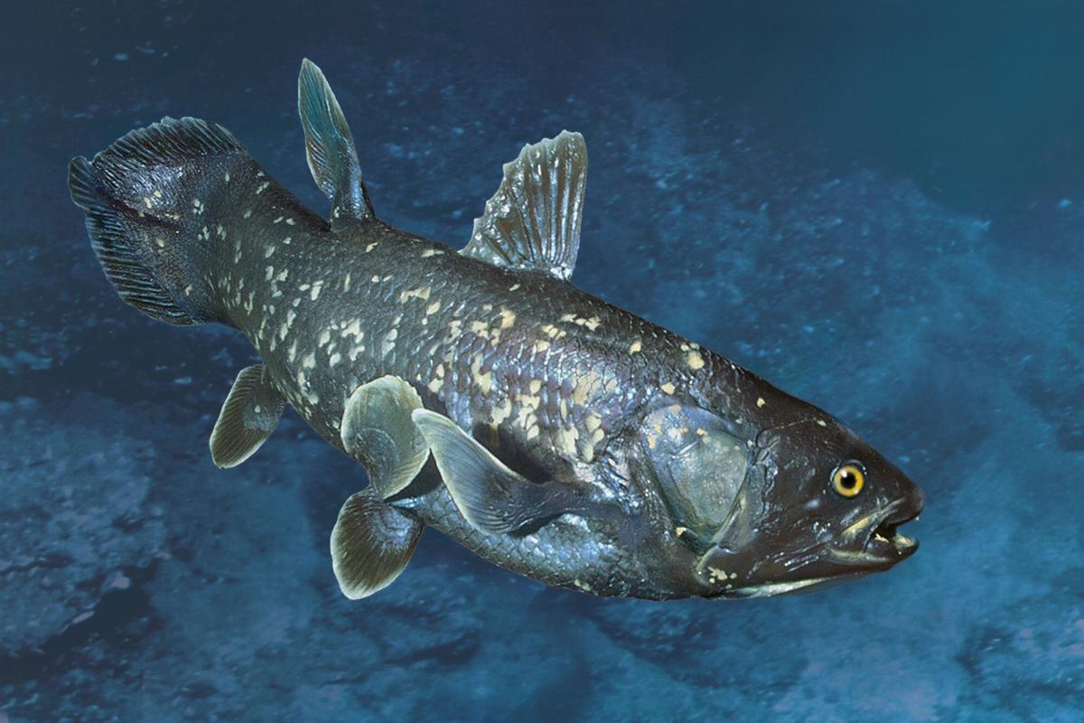 Extinct Fish Species That Existed Over 420 Million Years Ago Found