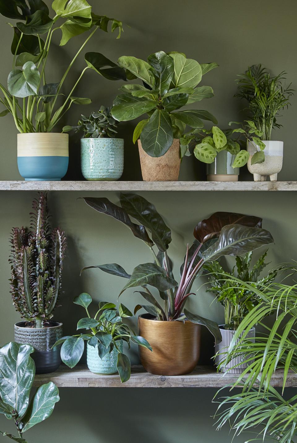 Revealed! 10 big houseplant trends you'll see in 2022