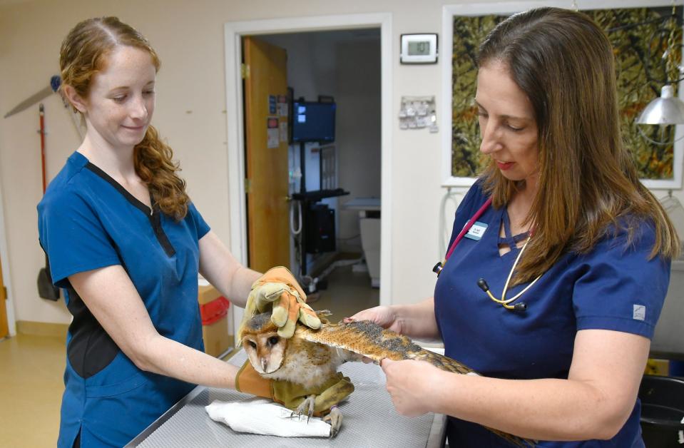 Florida Wildlife Hospital veterinary technician Dan Groover (left) and veterinarian April Geer examine the feathery wing of a barn owlet that was rescued from a Malabar housing construction site.