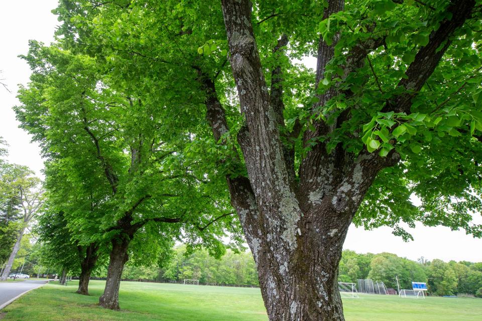 Georgian Court University has a number of trees considered Heritage Champions on New Jersey’s big tree registry, including this Bigleaf Linden, in Lakewood, NJ Monday, May 13, 2024.