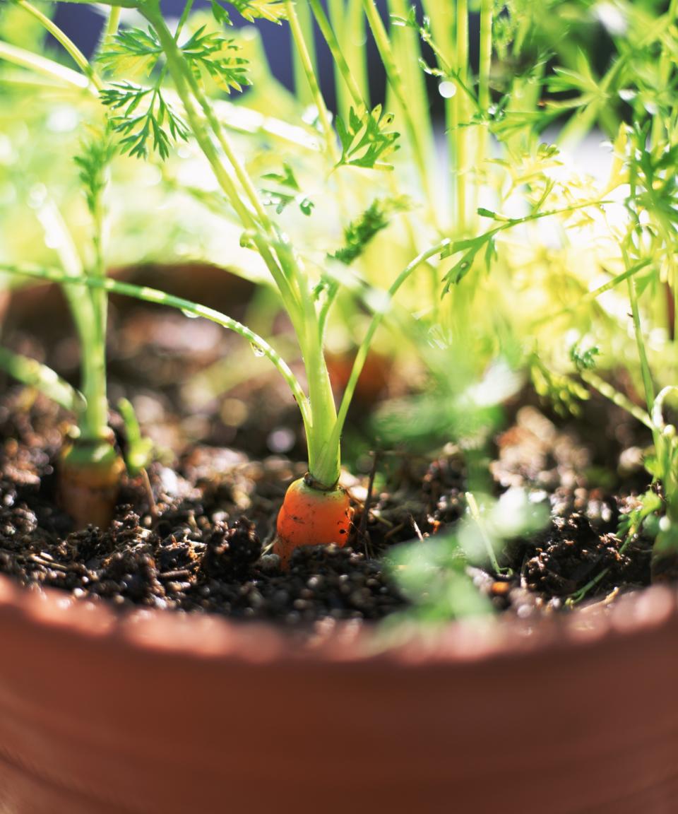 Carrots in a container