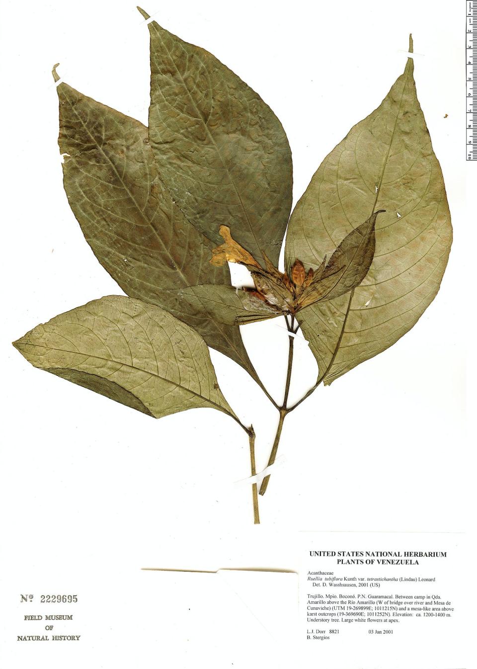 <em>Ruellia tubiflora</em>, a tropical plant collected from Venezuela in 2001, preserved in the collection of Chicago’s Field Museum of Natural History. <a href="https://plantidtools.fieldmuseum.org/en/rrc/catalogue/322388" rel="nofollow noopener" target="_blank" data-ylk="slk:Field Museum;elm:context_link;itc:0;sec:content-canvas" class="link ">Field Museum</a>, <a href="http://creativecommons.org/licenses/by-nd/4.0/" rel="nofollow noopener" target="_blank" data-ylk="slk:CC BY-ND;elm:context_link;itc:0;sec:content-canvas" class="link ">CC BY-ND</a>