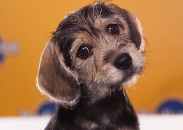 Trinka, a 10-week-old schnauzer/beagle, "loves sleeping in hotel room beds." (Photo by Keith Barraclough/DCL)