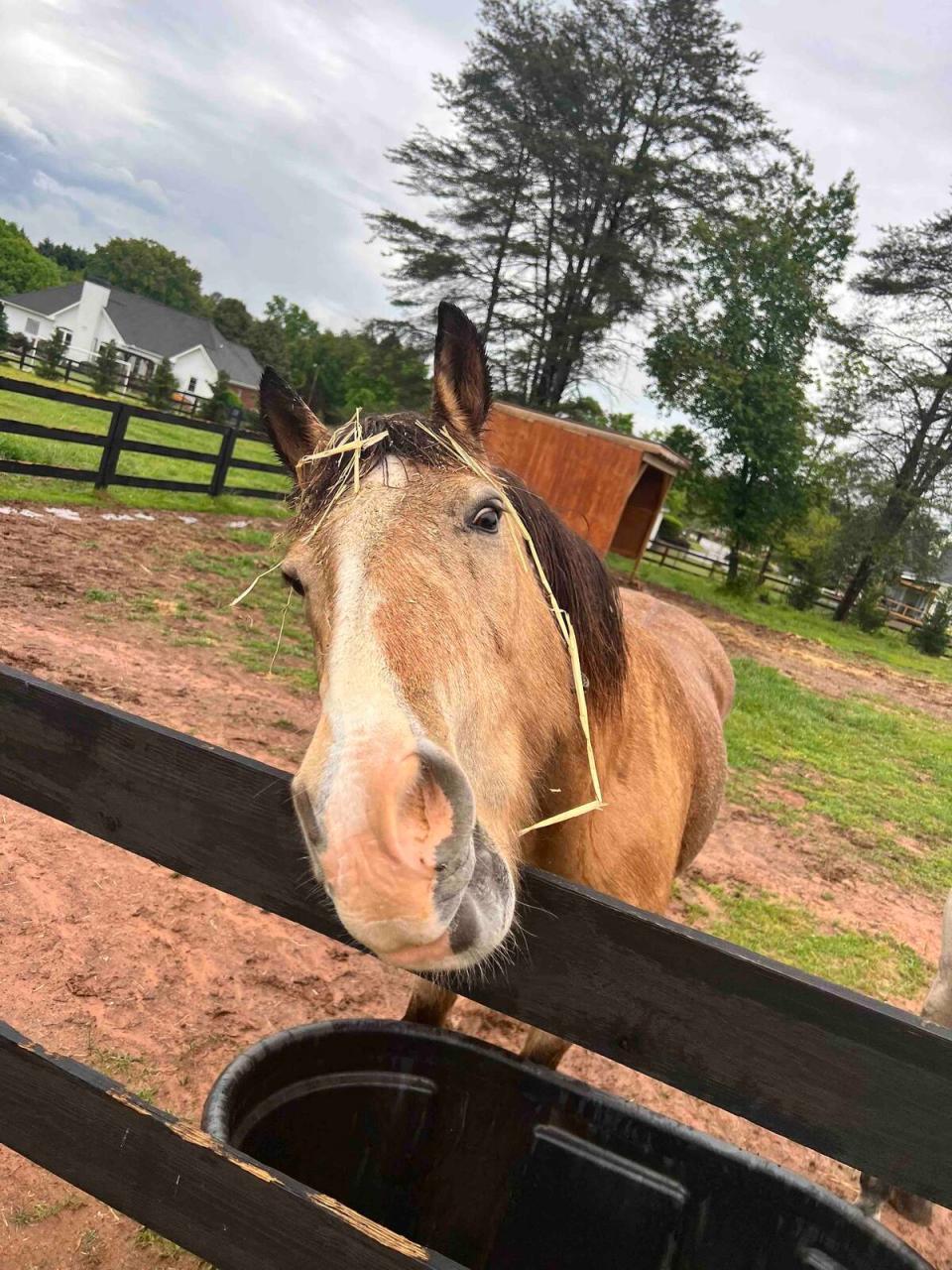 Say "hello" to horses. Listing: Hidden horse farm close to Athens