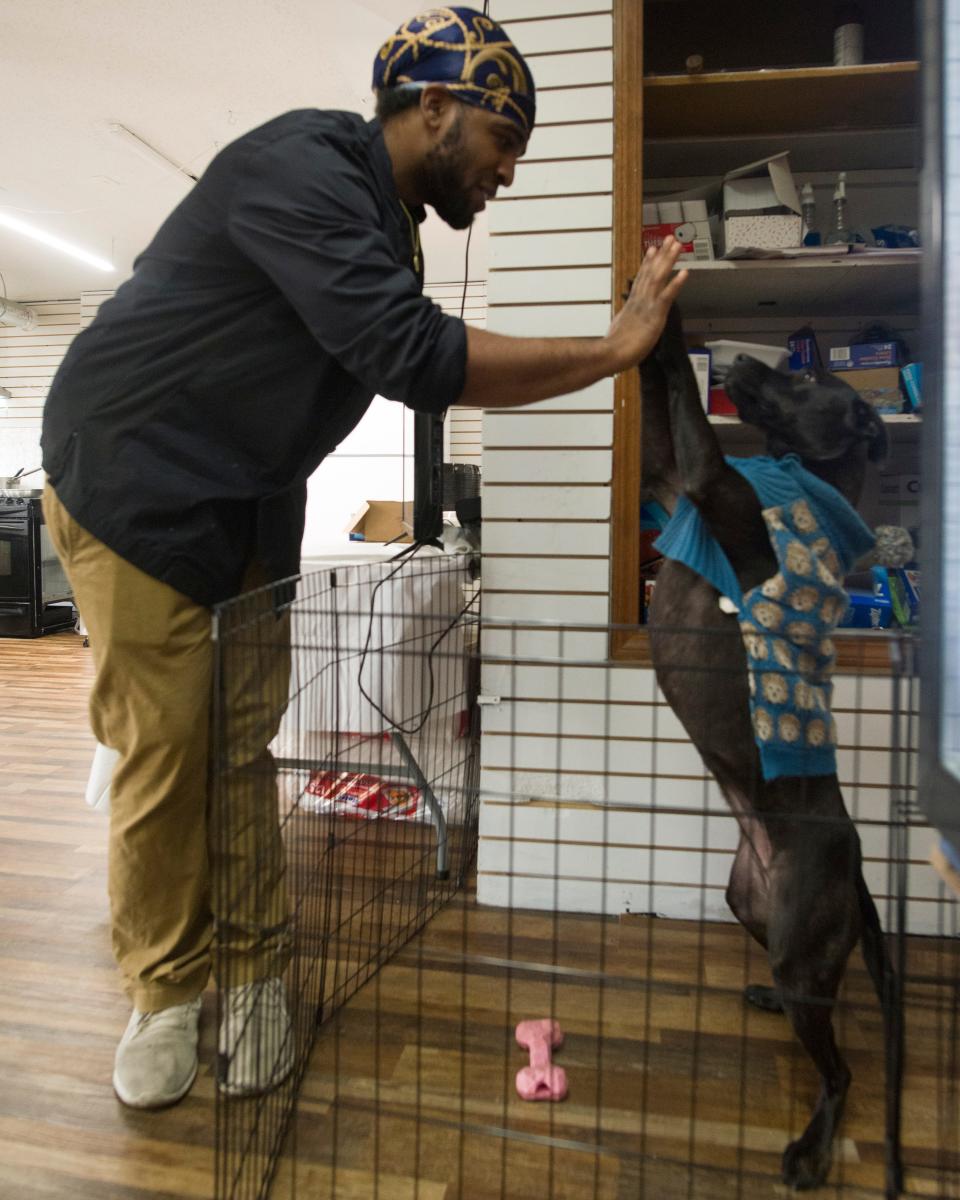 LaVale Jackson gives Chipp, a 3-year-old pitbull mix, a high-five Tuesday afternoon. Customers picking up their orders at Jackson's 7.8.5 Kitchen may get a chance to meet Chipp as she roams in the cage close to the checkout counter.