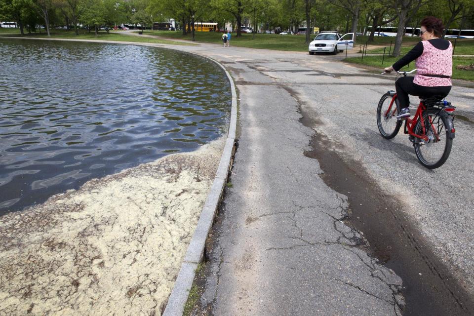 A woman rides a bicycle past pooling trash and pollen in the lake at Constitution Gardens on the National Mall in Washington, Friday, May 2, 2014. For years, the mall's grounds and facilities have fallen into disrepair, even though it's is the most-visited national park. Visitors often find dead grass, broken sidewalks and fetid pools of water. (AP Photo/Jacquelyn Martin)