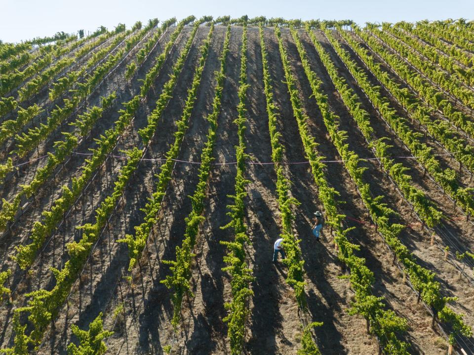 Stanley and Elena Barrios of Top winery walk among the grenache grapes on their vineyard in Paso Robles.