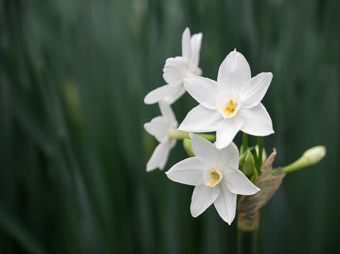 white flowers white flower names