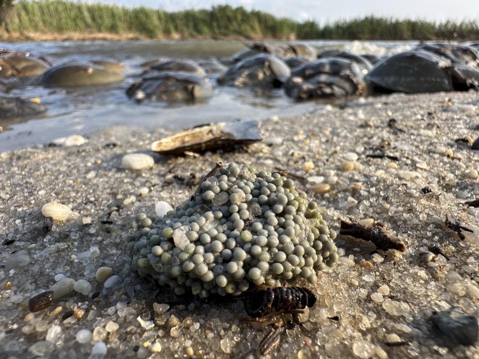 An unearthed cluster of horseshoe crab eggs lay near spawning horseshoe crabs at Reeds Beach in Cape May Court House, N.J., Tuesday, June 13, 2023. The biomedical industry is adopting new standards to protect a primordial sea animal that is a linchpin of the production of vital medicines. (AP Photo/Matt Rourke)