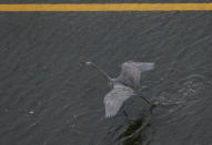 A bird walks along a flooded road after made landfall on Tuesday, Sept. 22, 2020, in Surfside Beach, Tx. ( Godofredo A. Vásquez / Houston Chronicle )/Houston Chronicle via AP)