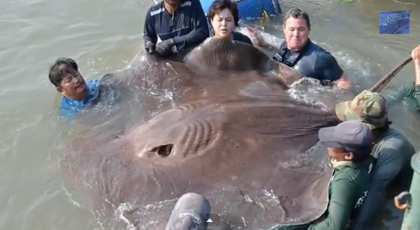 Enormous 14ft stingray found in Thailand