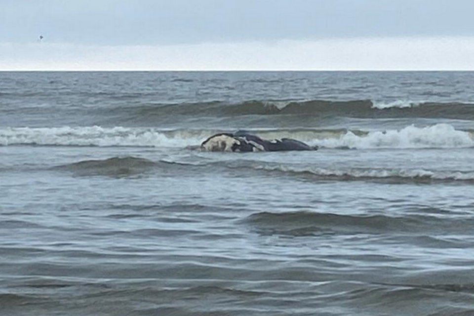 A dead North Atlantic right whale, calf of Juno, lies in the surf on Cumberland Island in Georgia. In November, Juno and her baby were the first-spotted calf pair of the 2023-2024 calving season.
