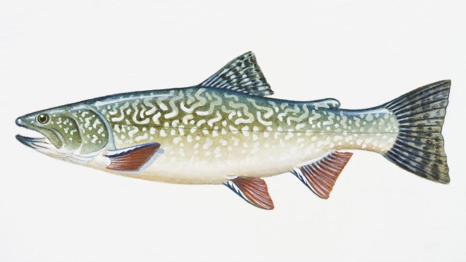 Splake is a hybrid fish resulting from cross between female lake trout and male brook trout.