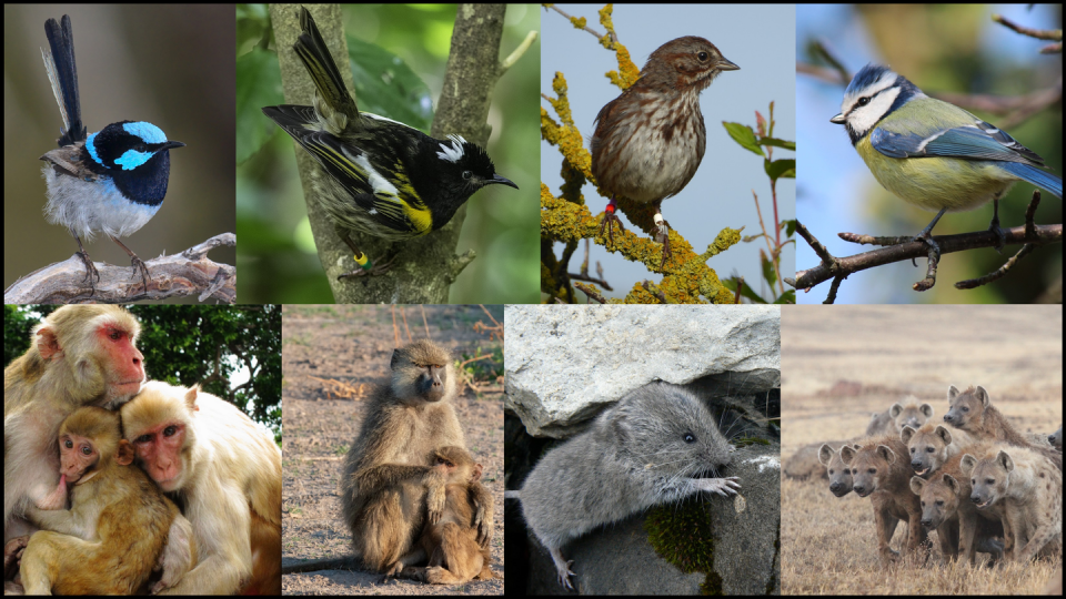 <span class="caption">We studied adaptive evolution in several species, including the superb fairy-wren, hihi, song sparrow, blue tit, rhesus macaque, yellow baboon, snow vole and spotted hyena.</span> <span class="attribution"><span class="source">Timothée Bonnet, Geoff Beals, Pirmin Nietlisbach, Ashley Latimer, Lauren Brent, Fernando Campos, Oliver Höner</span>, <span class="license">Author provided</span></span>