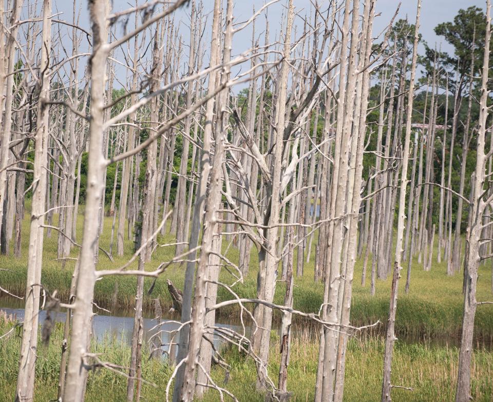 Dead and dying trees, killed by rising salinity levels, line Smith Creek north of downtown Wilmington. STAN SUSSINA/STARNEWS