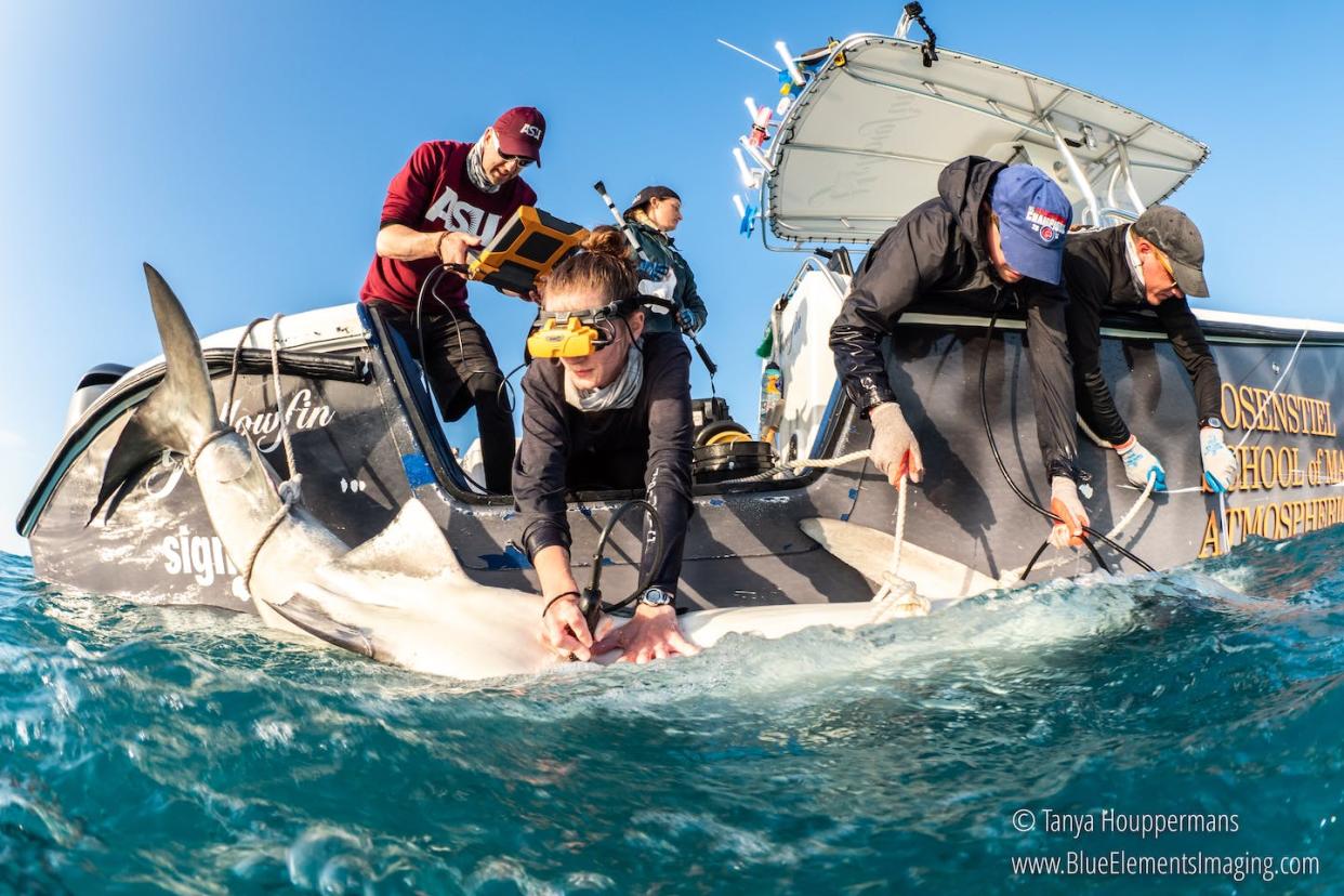 Using new technology to answer questions about shark reproduction. <a href="http://www.blueelementsimaging.com" rel="nofollow noopener" target="_blank" data-ylk="slk:Tanya Houppermans;elm:context_link;itc:0;sec:content-canvas" class="link ">Tanya Houppermans</a>